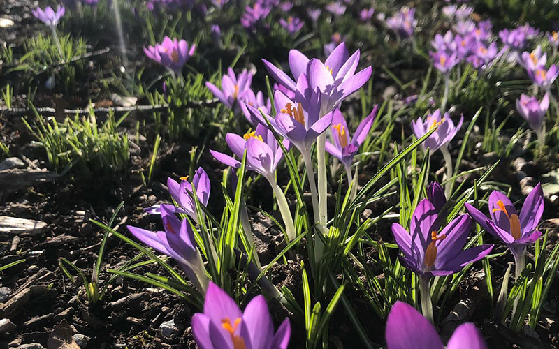 Die ersten Frühlingsboten