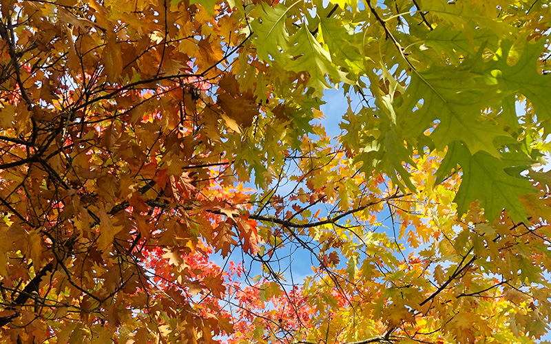 Der Herbst ist da!